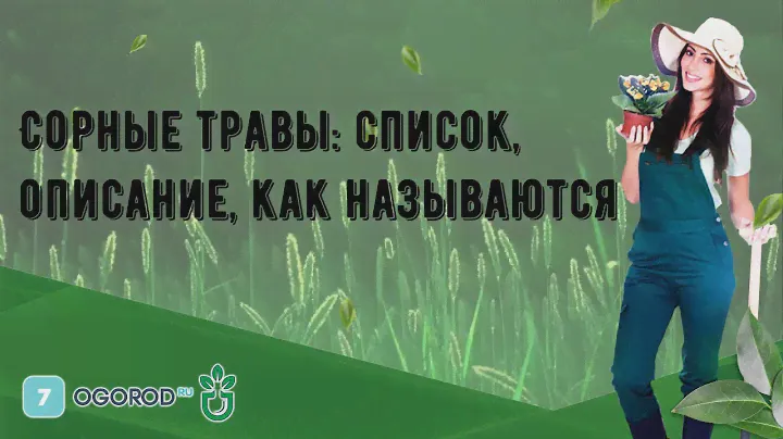 Сорные травы: список, описание, как называются