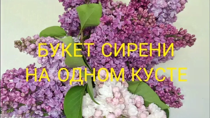Букет сирени на одном кусте. Прививка сирени в вашем саду.