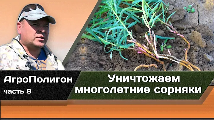 Уничтожаем многолетние сорняки