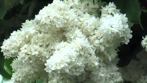 А.Буслаев.  Сирень.wmv