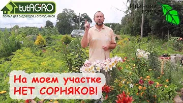 Как лучше всего превратить сорняки в удобрения. Безопасный и эффективный способ без потерь.