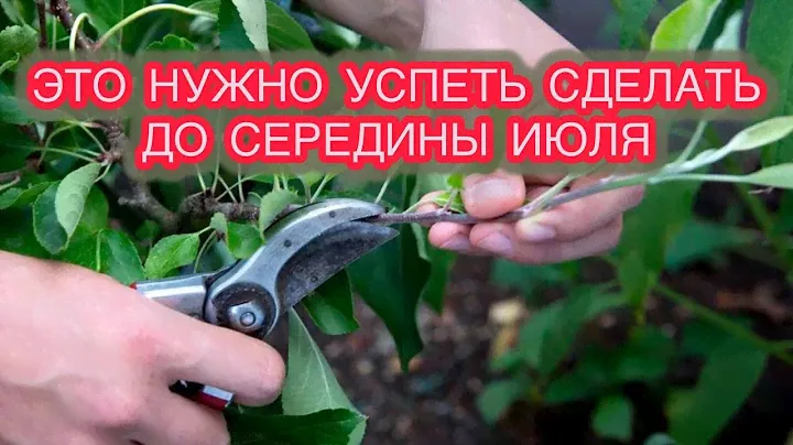 ЛЕТНЯЯ ОБРЕЗКА В САДУ. Обрезаем грушу и яблоню правильно.