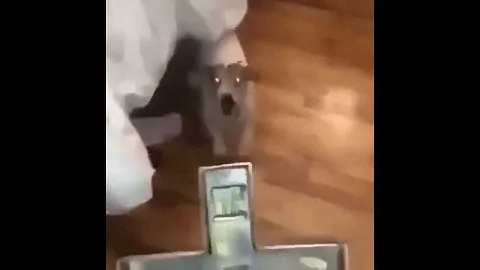 Изгнание беса из собаки