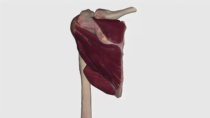 Upper Arm Anatomy