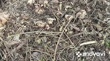 Выводим сирень мочевиной